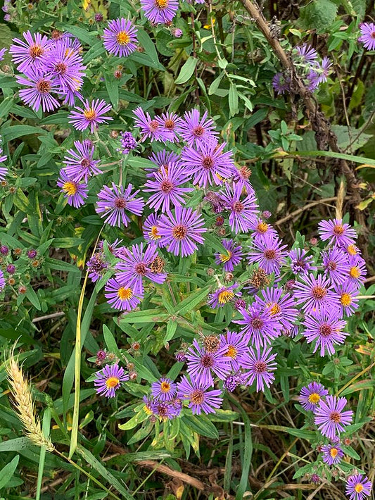 New England Aster image 0