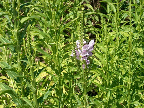 Obedient Plant image 1