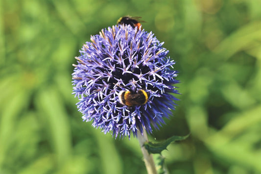 Caesium (Blue) Allium image 0
