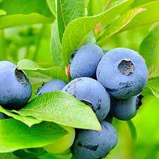 Patriot Blueberry image 0