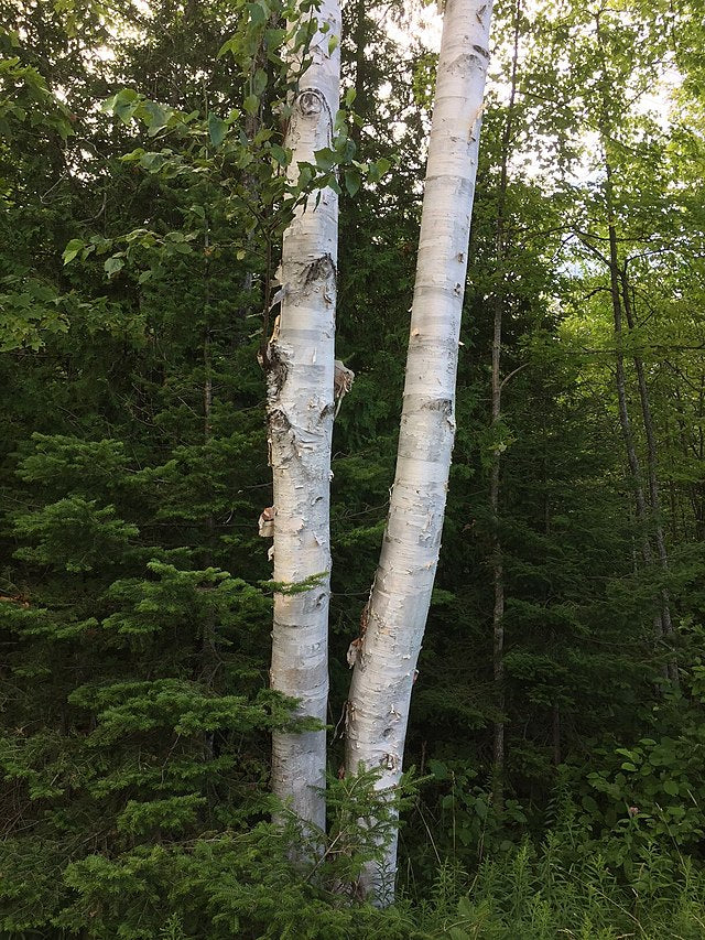White Birch image 0