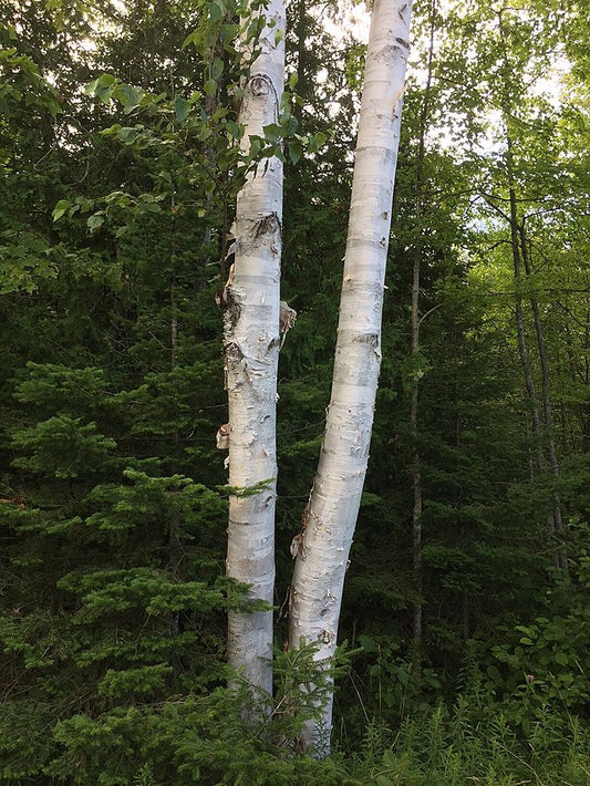 White Birch image 0