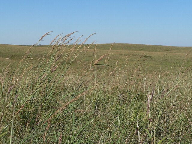 Big Blue Stem image 0