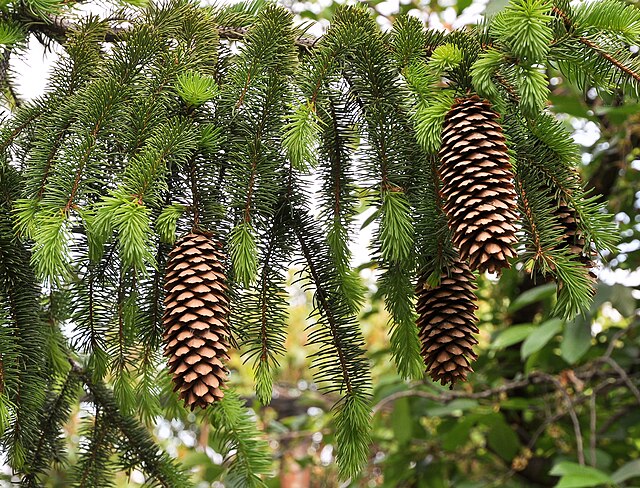 Norway Spruce image 1