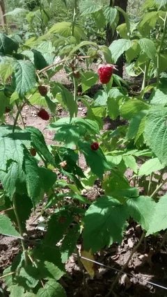 Encore Raspberry image 1