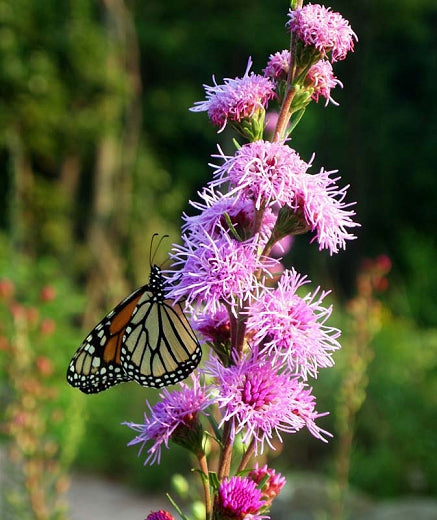 Rough Blazing Star image 0