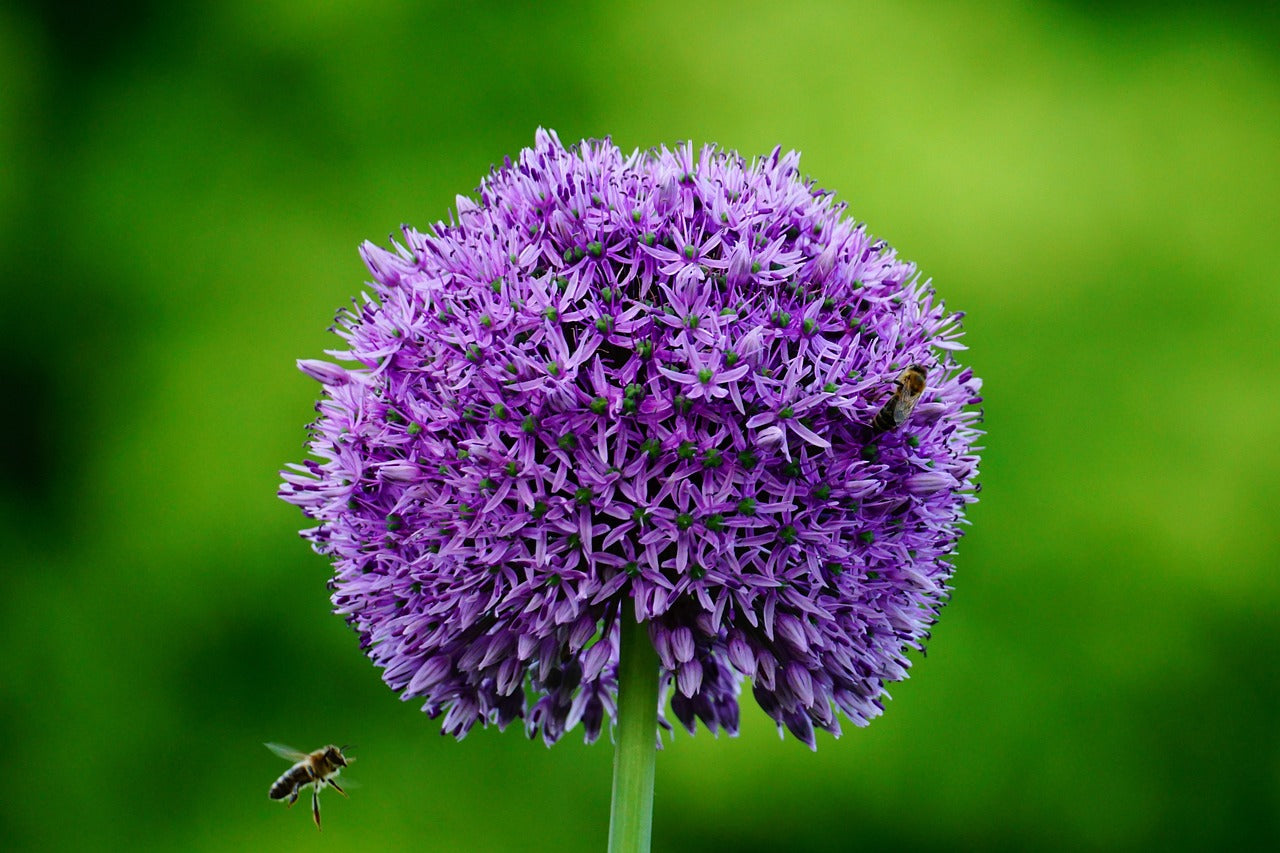 Purple Sensation Allium image 0