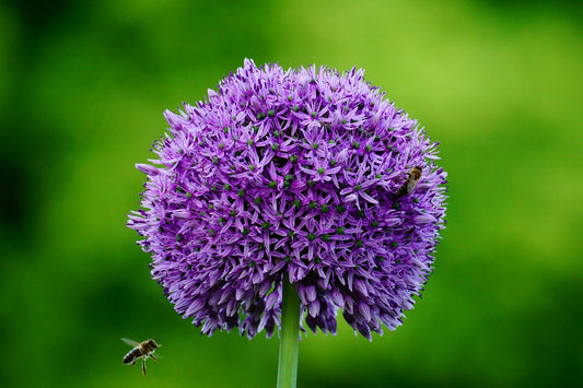Purple Sensation Allium image 0