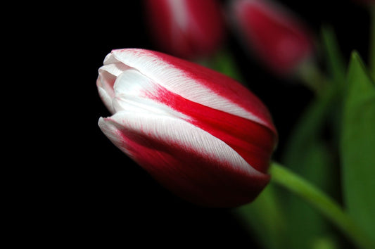 Single Late Tulip Mix image 0