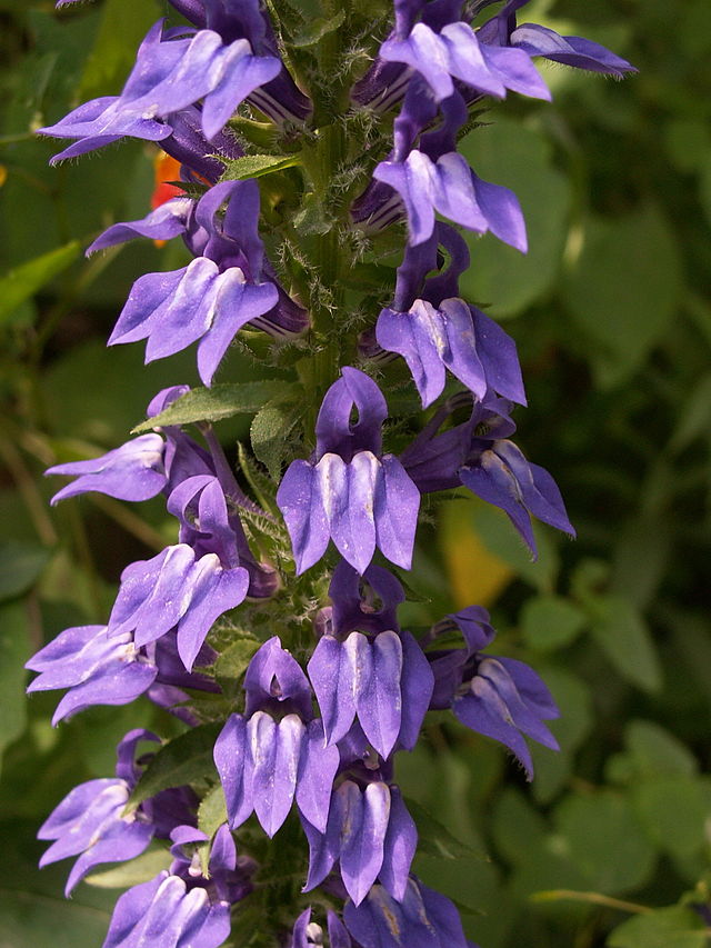 Great Blue Lobelia image 1