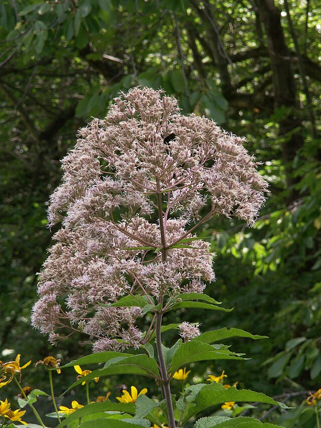 Joe Pye Weed image 1