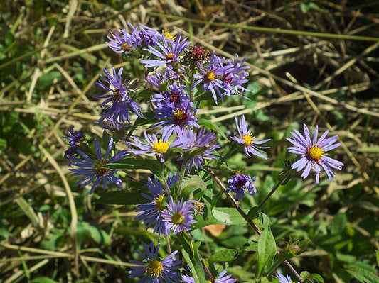 Swamp Aster image 0