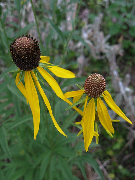 Grey Headed Coneflower image 0