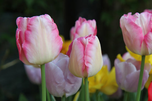 Parrot Tulip Mix image 2