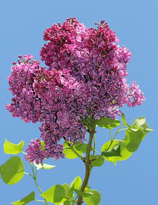 Common Lilac image 0