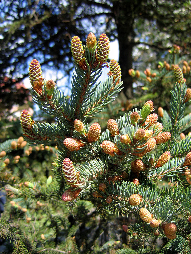 White Spruce image 1