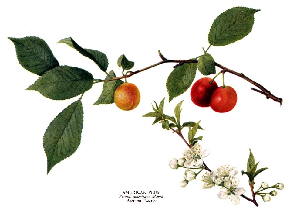 American Plum image 1