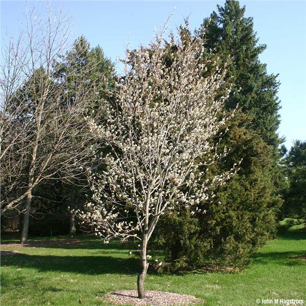 Serviceberry image 0