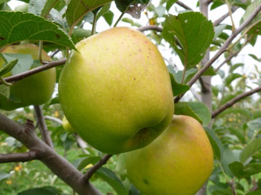 Set of 4 Apple: Honeycrisp, Ginger Gold, Wolf River, Yellow Newton image 3