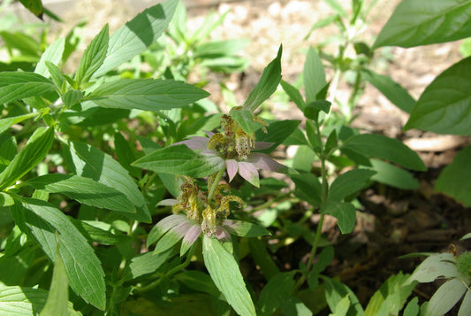 Spotted Beebalm image 0