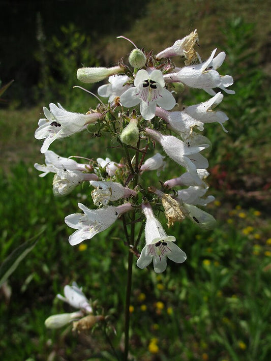 Foxglove beard tonque image 0