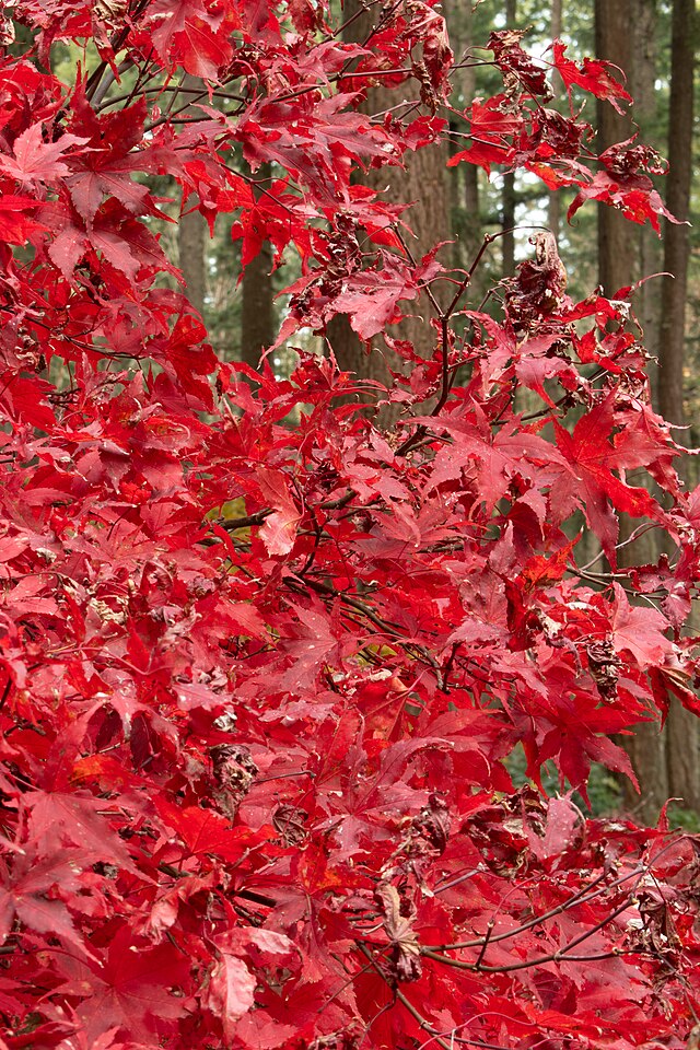 Red Maple image 1
