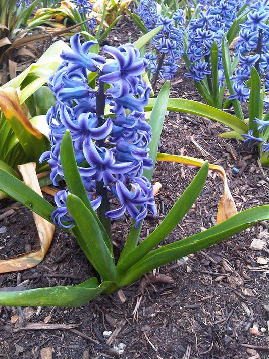 Sky Jacket Hyacinth