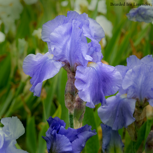 Lavender Bearded Iris
