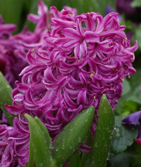 Purple Hyacinth