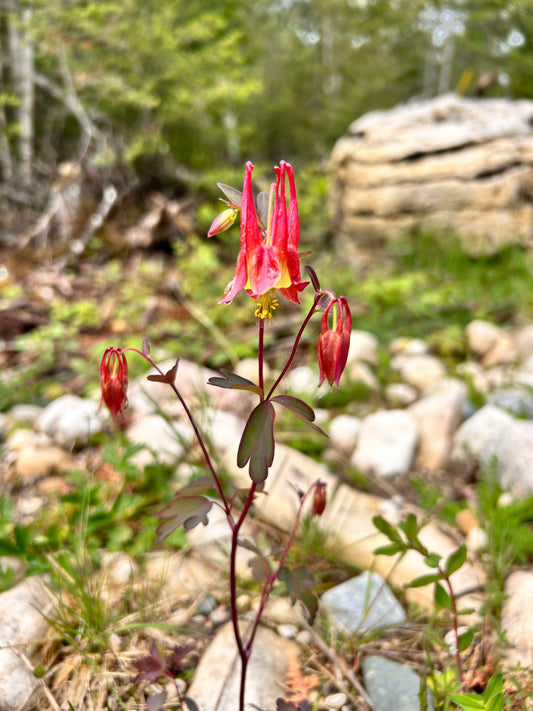 Wild Columbine