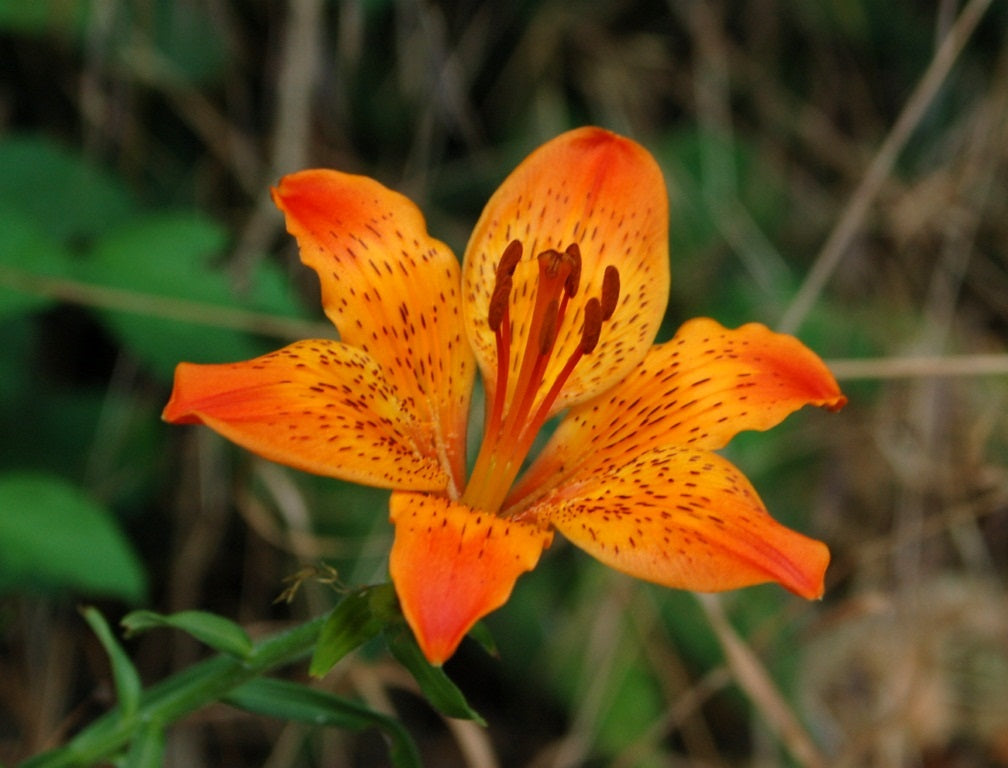 Longwood LA hybrid Lilies