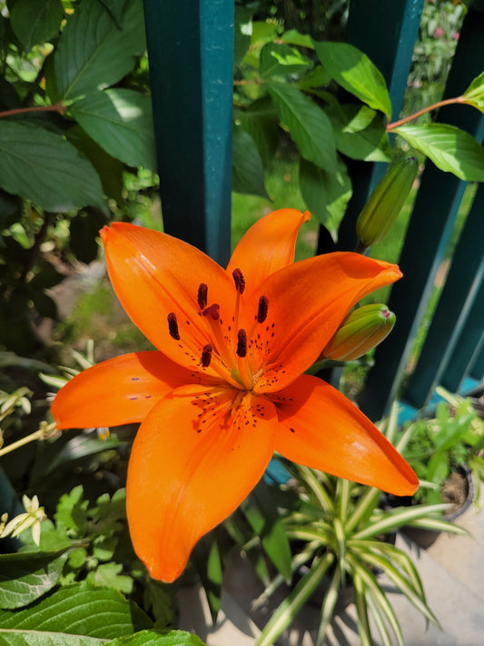 Orange Ton Asiatic Lilies