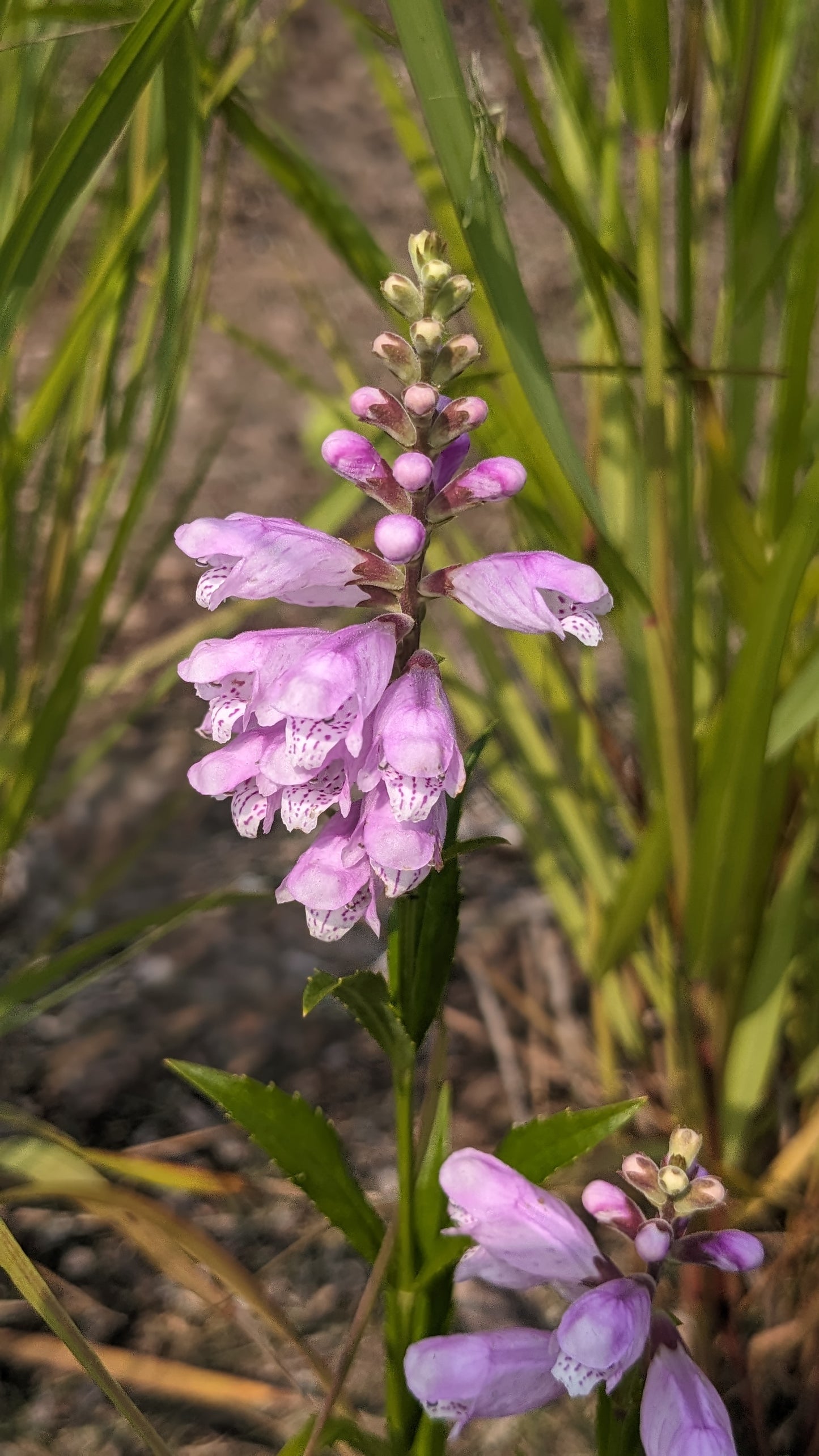 Obedient Plant