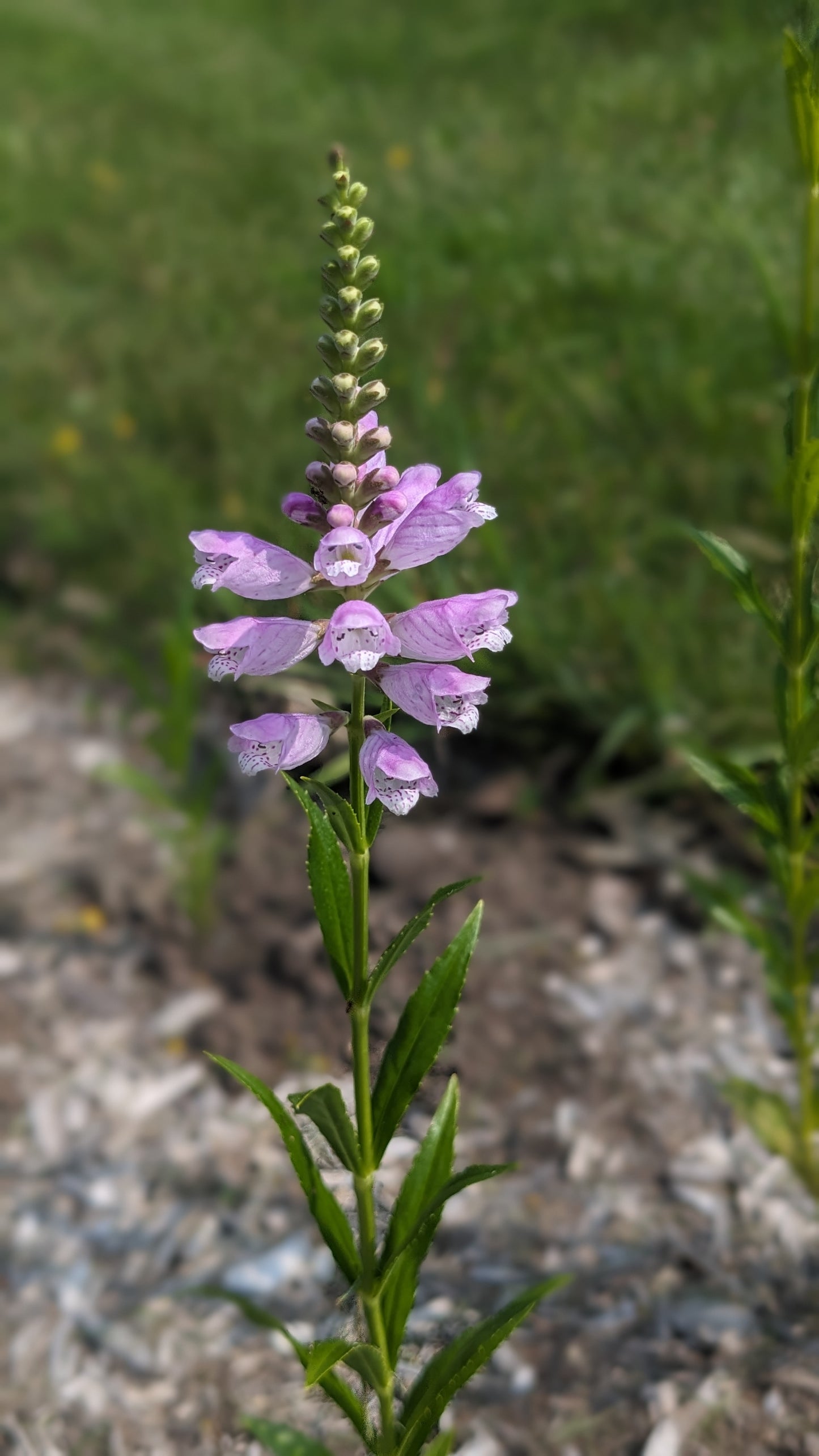 Obedient Plant