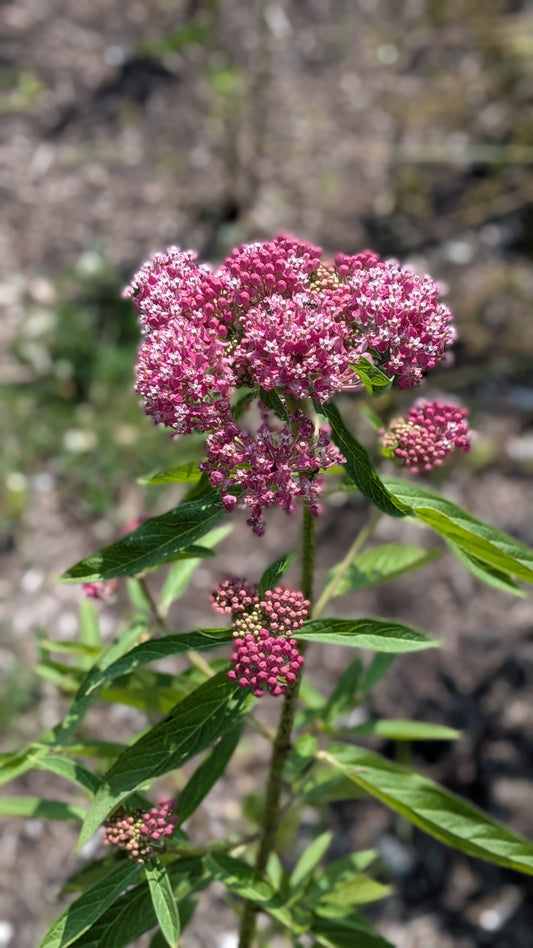 Swamp Milkweed