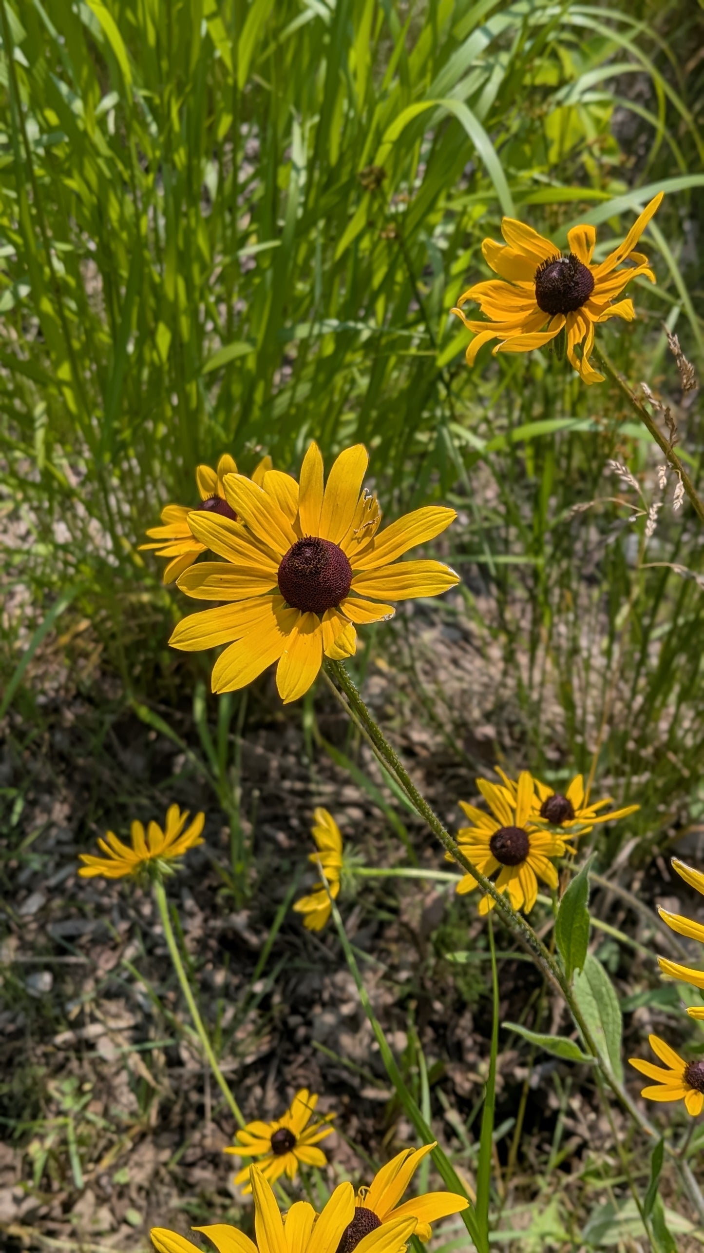 Black Eyed Susan