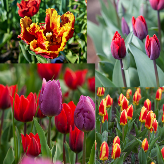 Medley Funky Fuzion Topsize Tulips