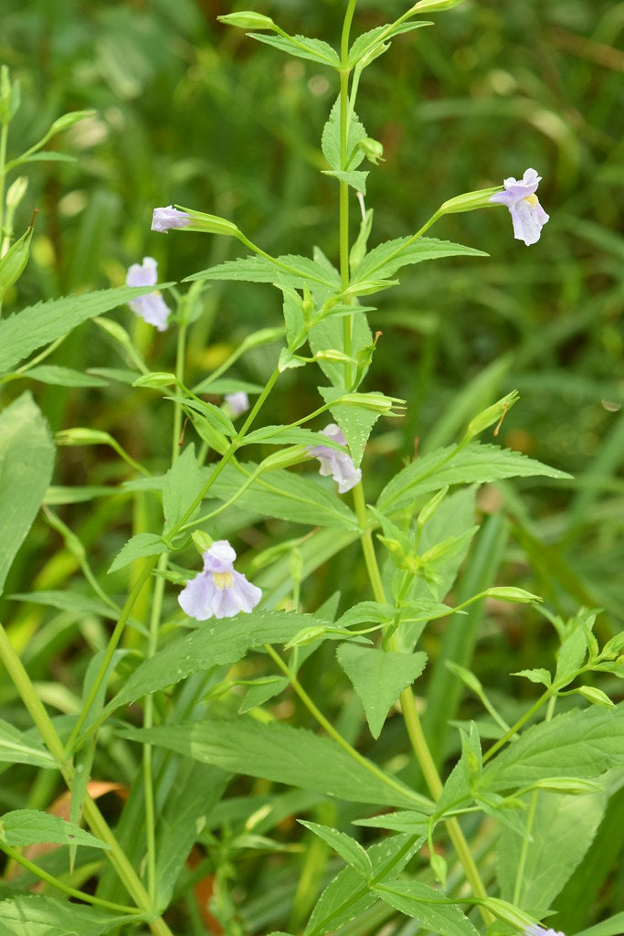Allegheny Monkeyflower image 0
