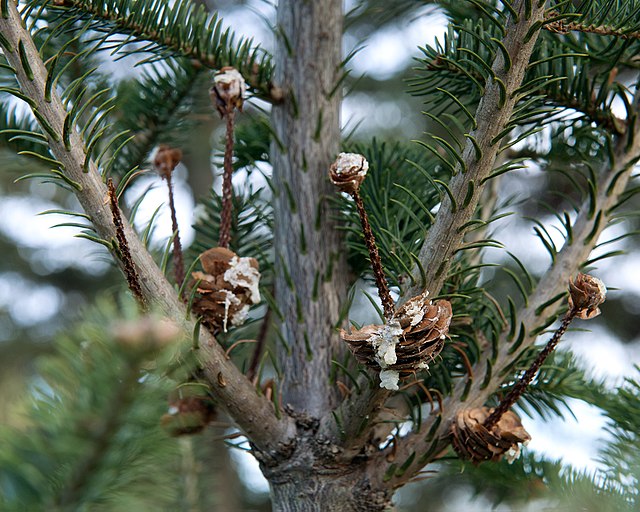 Balsam Fir image 1