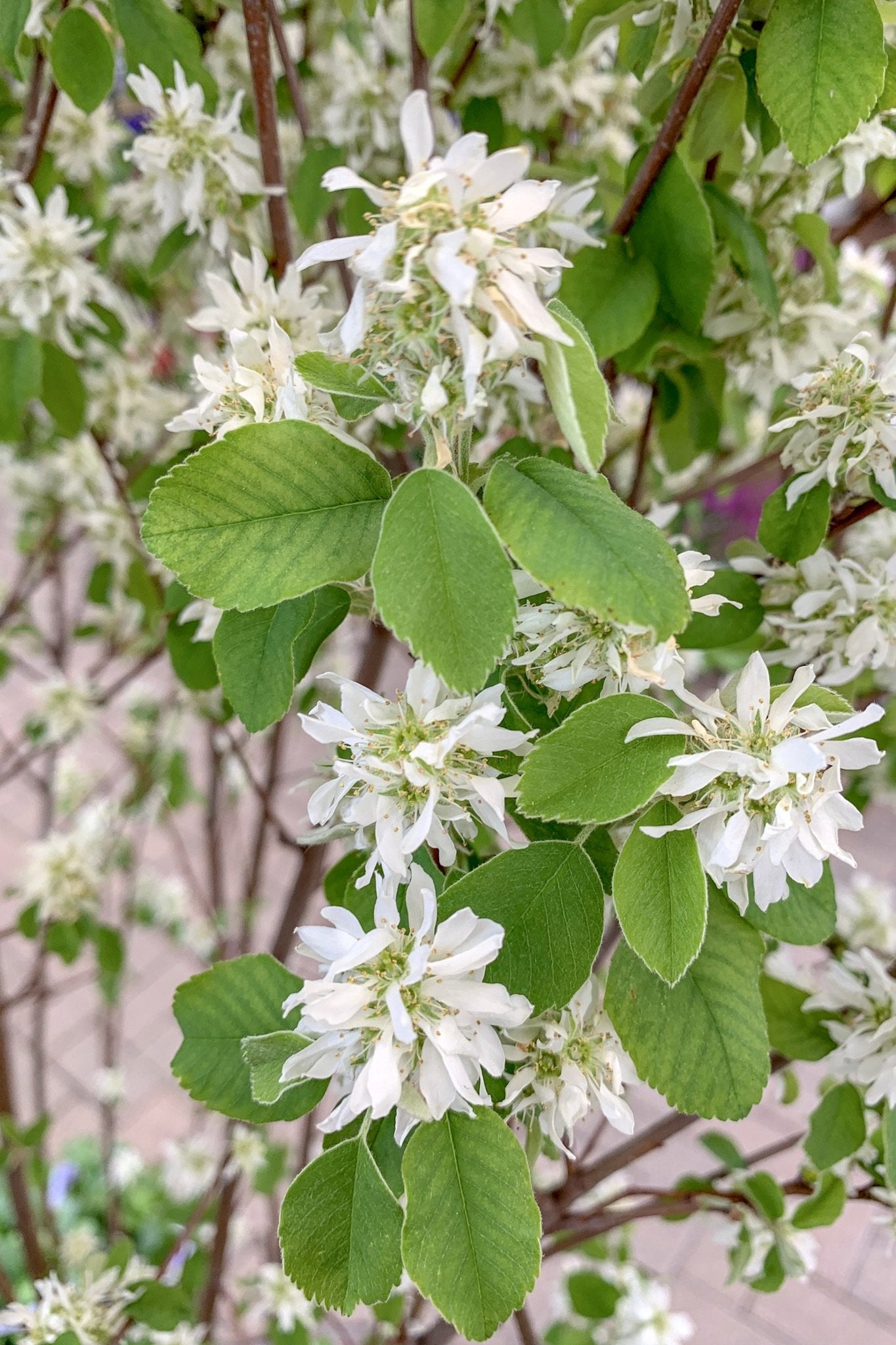 Serviceberry image 1