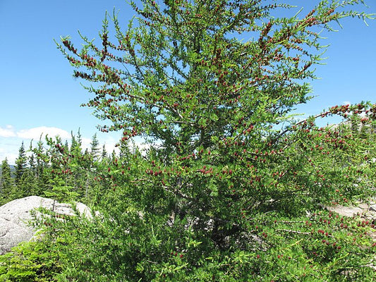 Tamarack image 0