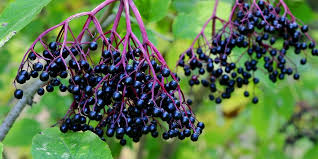 Johns Elderberry image 1