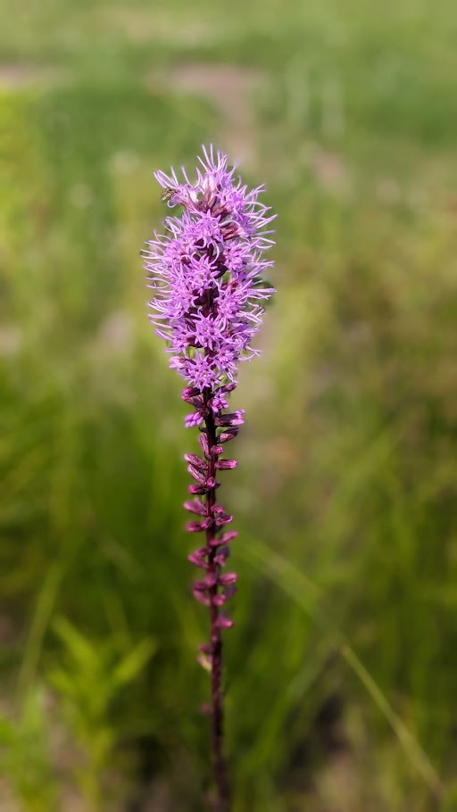 Marsh Blazing Star image 0