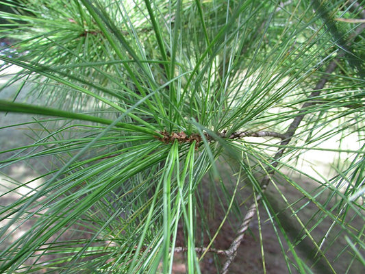 White Pine image 0