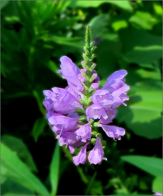 Obedient Plant image 0