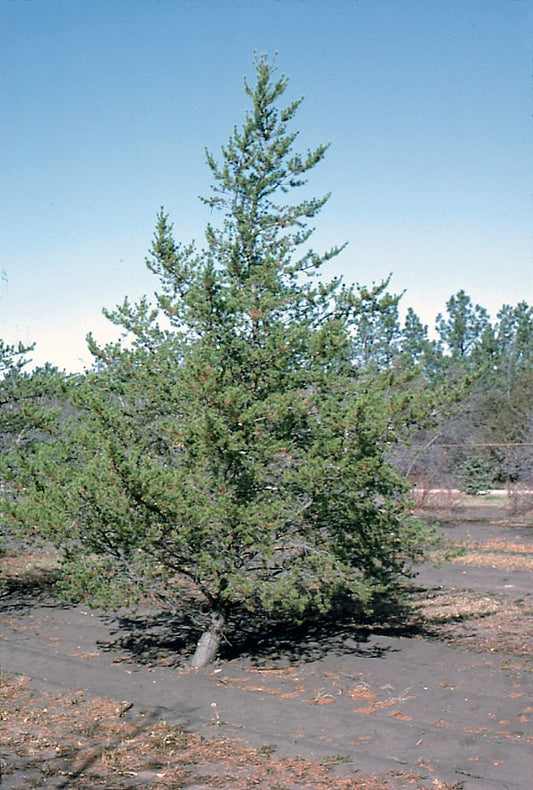 Jack Pine image 0