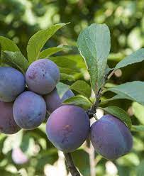 Italian Plum image 0