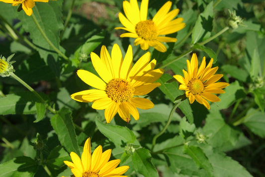 False Sunflower image 0