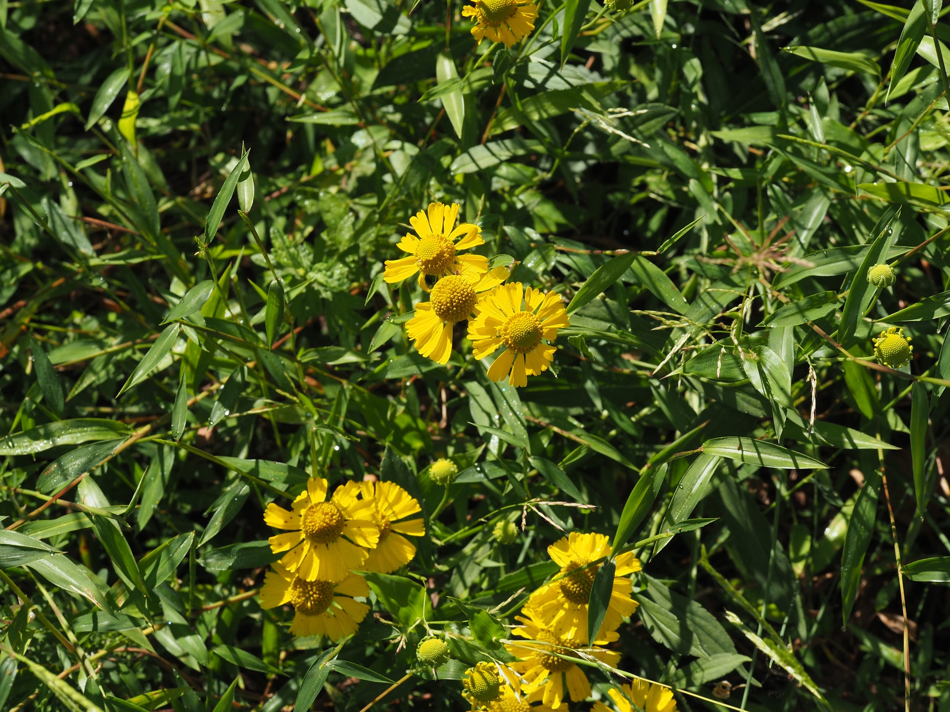 Common Sneezeweed image 0