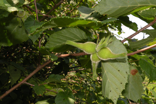 Beaked Hazelnut Seedling